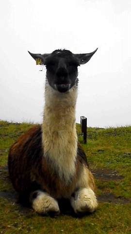 Image result for snort gif llama