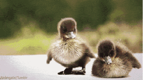 Silly Ducklings